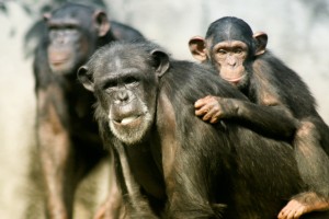 creationism vs evolution